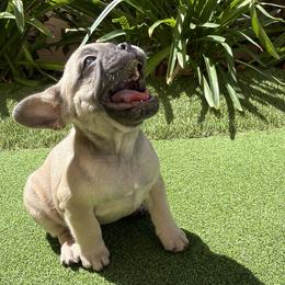 French Bulldogs from FrenchieOnTheGreen
