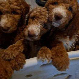 Goldendoodle Puppies from Dahlia Doodles