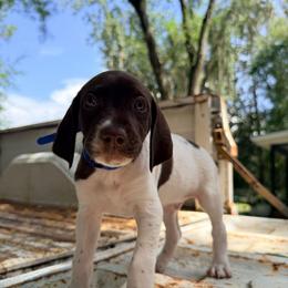 Reef - White and liver male German Shorthaired Pointer puppy in Macclenny, Florida from Dillon's GSPs