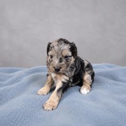 Beau - Blue merle male Aussiedoodle puppy in Weatherford, Texas from Grand Ole Aussies