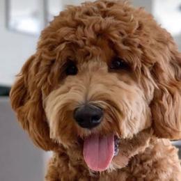 Assorted Doodle Crosses, Bernedoodles, Goldendoodles, and Labradoodles from Erica’s Doodles