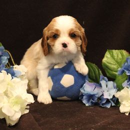 Divine's American Patriot aka Patty - Blenheim male Cavalier King Charles Spaniel puppy in Mt. Ulla, North Carolina from Divine Cavaliers