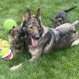 Hessia - German Shepherd