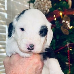 Light purple collar - Black and white female Sheepadoodle puppy in Mesa, Arizona from Desert Sheepies and Doodles
