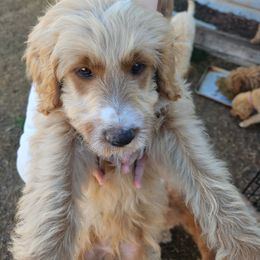 Juno - Cream male Goldendoodle puppy in Tucson, Arizona from Ever After Doodles Arizona