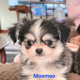 Moomoo - Black sabled fawn male Chihuahua puppy in Citrus Heights, California from Golden State Chihuahuas