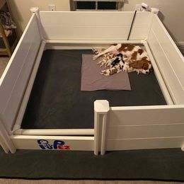 Cavalier King Charles Spaniel Puppies from CK Cavaliers