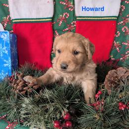 Howard - Dark golden male Golden Retriever puppy in Parker, Colorado from Legacy Ranch Golden Retrievers