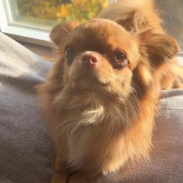 Lily - Chihuahua