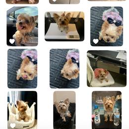 Zoey - Blue and gold female Yorkshire Terrier puppy in Las Vegas, Nevada from Lala’s Pups