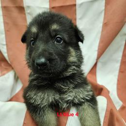 Girl 3 Light blue - Black and tan female German Shepherd puppy in Rome, Georgia from Patriot Shepherds