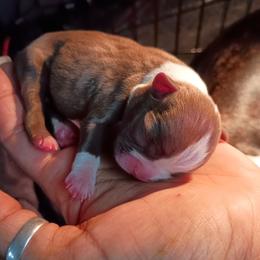 Ace - Tiny Red Boy - Red male Boston Terrier puppy in Hamilton, Montana from Reds Studio