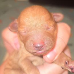 Miss Lavender - Red  female Poodle puppy in Dolan Springs, Arizona from High Desert Companions