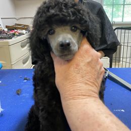 Poodle Puppies from Zoelle Poodles