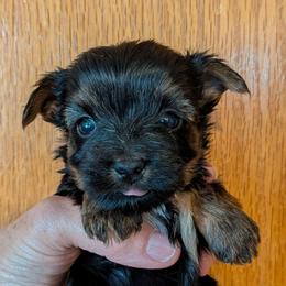 Wendy - Black and gold female Yorkshire Terrier puppy in Gatesville, Texas from KontryKritterz Yorkies