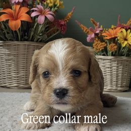 Jerry - Apricot male Cavapoo puppy in Oklahoma from Rocky Oak Cavaliers & Biewer Terriers LLC