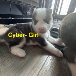 Cyber - Wolf sable female Pomsky puppy in Mount Washington, Kentucky from My Perfect Pomsky Pet