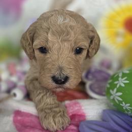 Summer, Cream with a hint of apricot girl - Cream female Goldendoodle puppy in Freedom, New York from Samantha's Goldendoodles