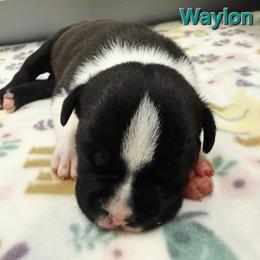 Waylon - Black male American Staffordshire Terrier puppy in Clintwood, Virginia from SkyBlue Kennel