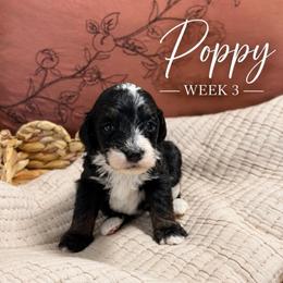 Poppy - Tri-color female Bernedoodle puppy in Burbank, Ohio from Berns & Doodles