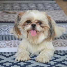 Brooke - Shih Tzu