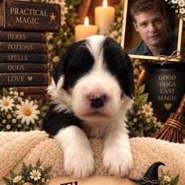Thomas - Black and white male Sheepadoodle puppy in Moreno Valley, California from Rainbow SoCal Doodles