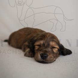 Louis Vuitton - Cream male Dachshund puppy in Temecula, California from Naomi Magee's Dachshund Kennel