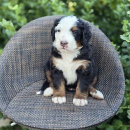 Bernedoodle and Double Doodle Puppies from Cloud Nine Doodles