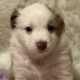 Girl 1 - Red merle Miniature Australian Shepherd puppy in Corydon, Indiana from Arbuckle’s Lookin Good Aussies (LGA)