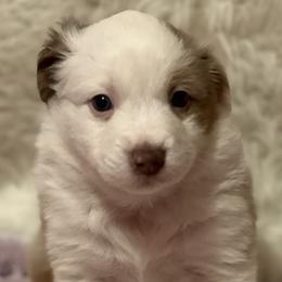 Girl 1 - Red merle Miniature Australian Shepherd puppy in Corydon, Indiana from Arbuckle’s Lookin Good Aussies (LGA)