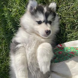 Pomsky Puppies from Blue Sky Pomsky
