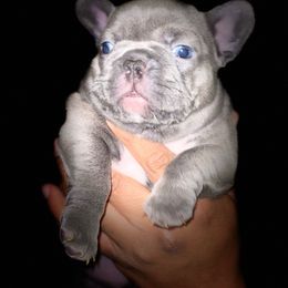 French Bulldog Puppies from Peter’s Frenchies