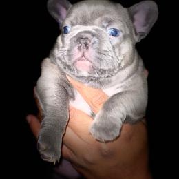 French Bulldog Puppies from Peter’s Frenchies