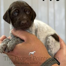 Guppy purple collar - Liver roan female German Shorthaired Pointer puppy in Six Mile, South Carolina from The Proper Pointer Co.