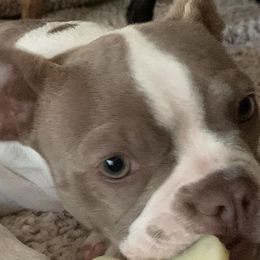 Boston Terriers from Chazie Ma's Boston Terriers