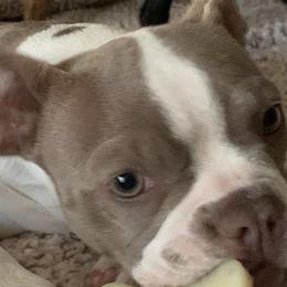 Boston Terriers from Chazie Ma's Boston Terriers