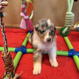 Amy - Blue merle white and tan female Collie puppy in Carencro, Louisiana from Cajun Bayou's Collies LLC