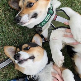 Pembroke Welsh Corgis from Shez First Class Corgis