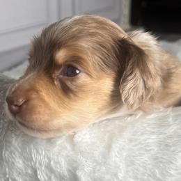 Blue - Dapple male Dachshund puppy in Miami, Florida from Maitime Dachshund