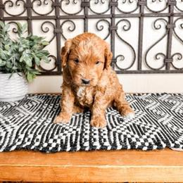 Twix - Red  male Goldendoodle puppy in Beaver, Utah from Rocky Ridge Ranch