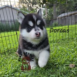 Dorcas Leigh - Black and white female Pomsky puppy in Blaine, Minnesota from Yuna's Pomsky