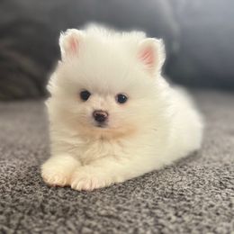 Boy 3 - White male Pomeranian puppy in Haines City, Florida from My Baby Poms