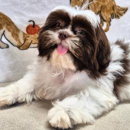 ROSALEE - Liver and white female Shih Tzu puppy in Candler, North Carolina from Pup-Tzu WNC