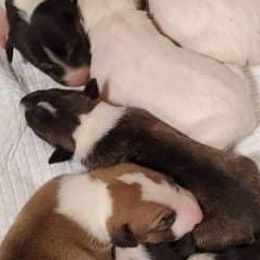Bull Terriers from Wilkins farms