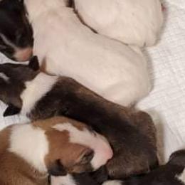 Bull Terriers from Wilkins farms