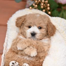 Hermes - Apricot male Maltipoo puppy in Deming, Washington from Heavenly Puppies to Love