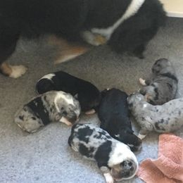 "Sold" Miniature American Shepherd Puppies from Tenley’s Miniature American Shepherds