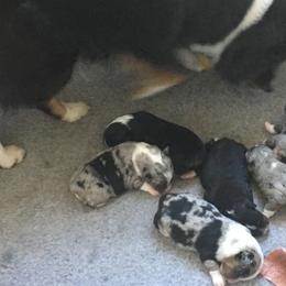 "Sold" Miniature American Shepherd Puppies from Tenley’s Miniature American Shepherds