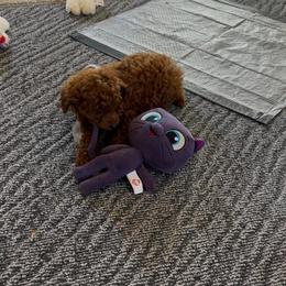 Scarlet Ashley - Red  female Poodle puppy in Colerain, North Carolina from Lisa's Poodles