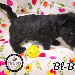 White collar- Black Boy, BL-B - Black male Scottish Terrier puppy in Roslyn, South Dakota from Viceroy's Kennel LLC